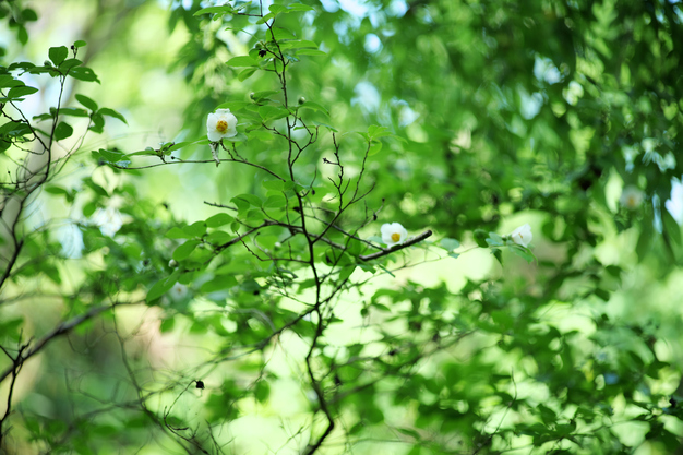 カールツァイス Carl Zeiss Otus 1.4/100 with Panasonic LUMIX DC-S1R